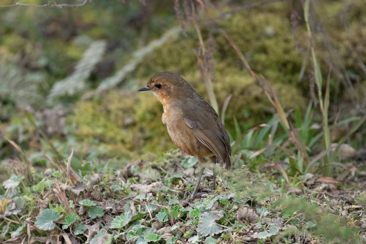 Boyaca Antpitta - ML644462275