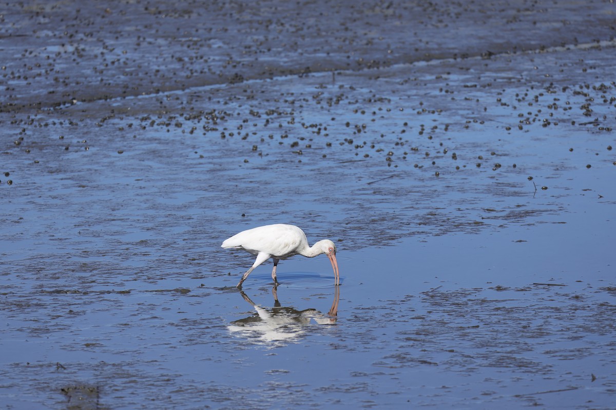 White Ibis - ML644462280