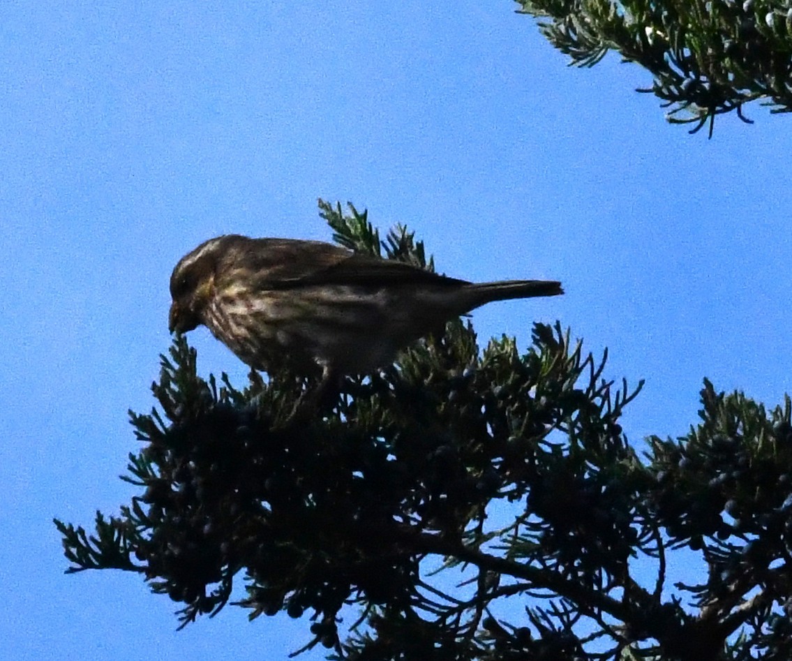 purpurfink - ML644462282