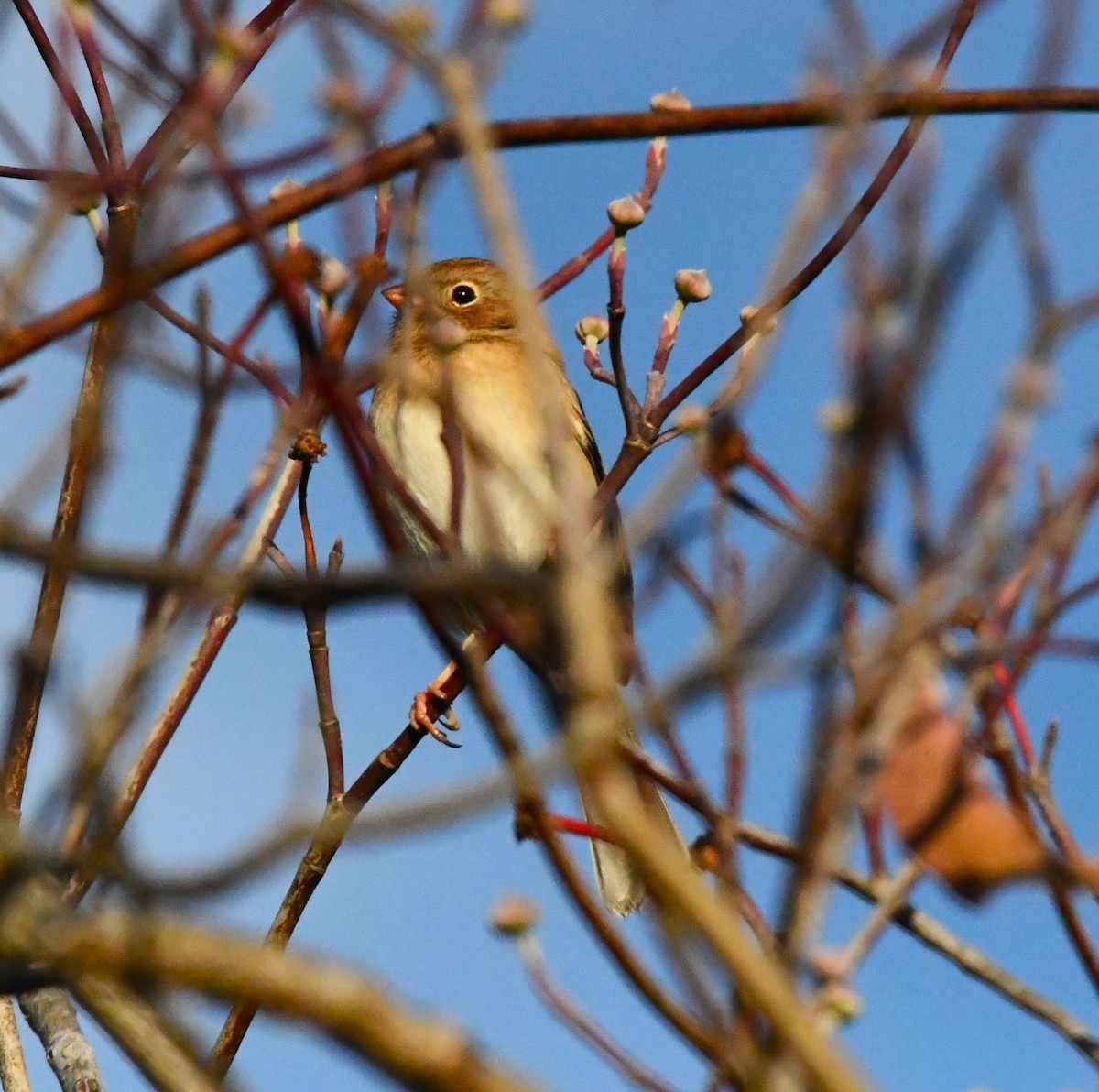 Field Sparrow - ML644462290