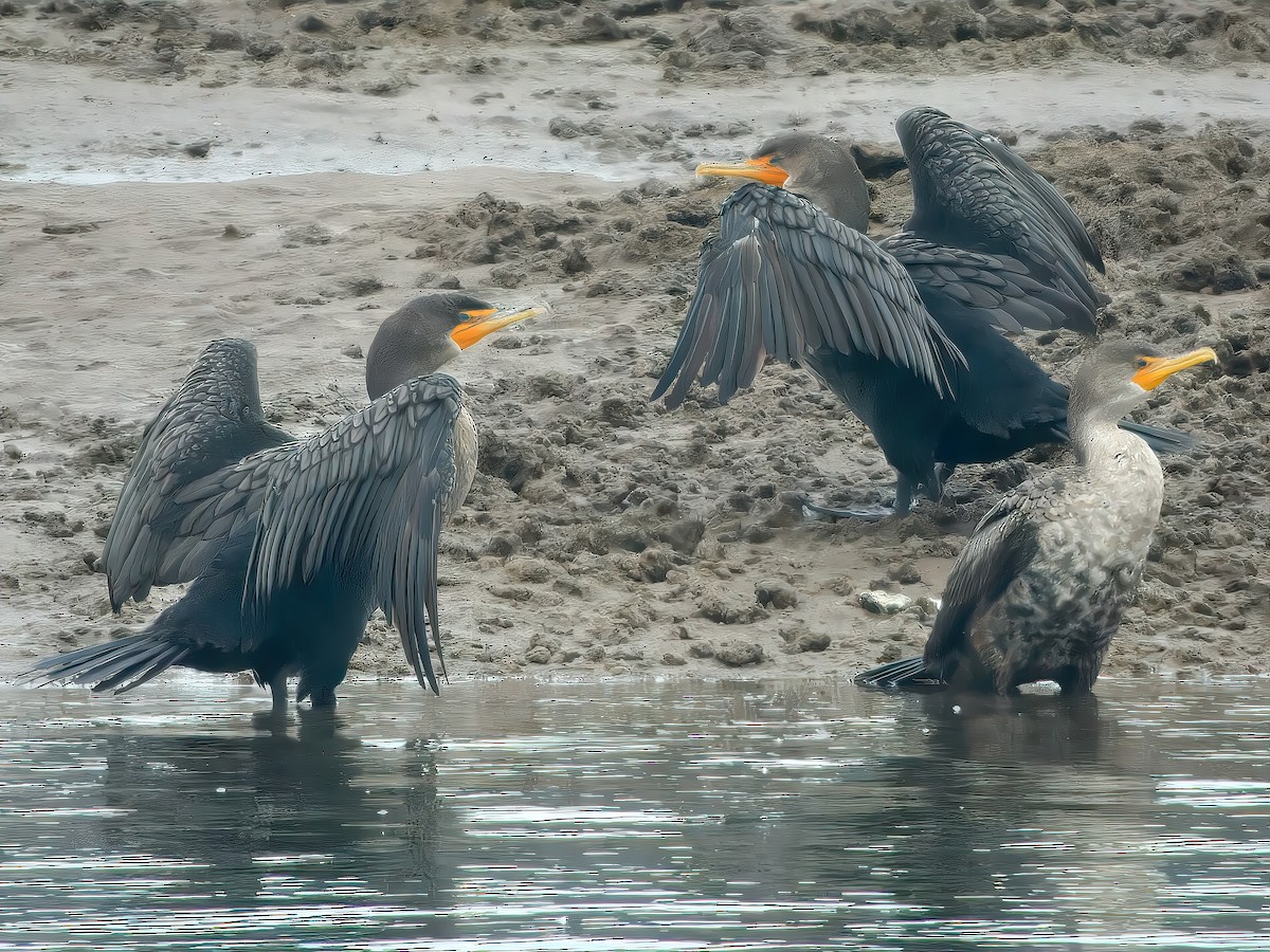 Double-crested Cormorant - ML644462291