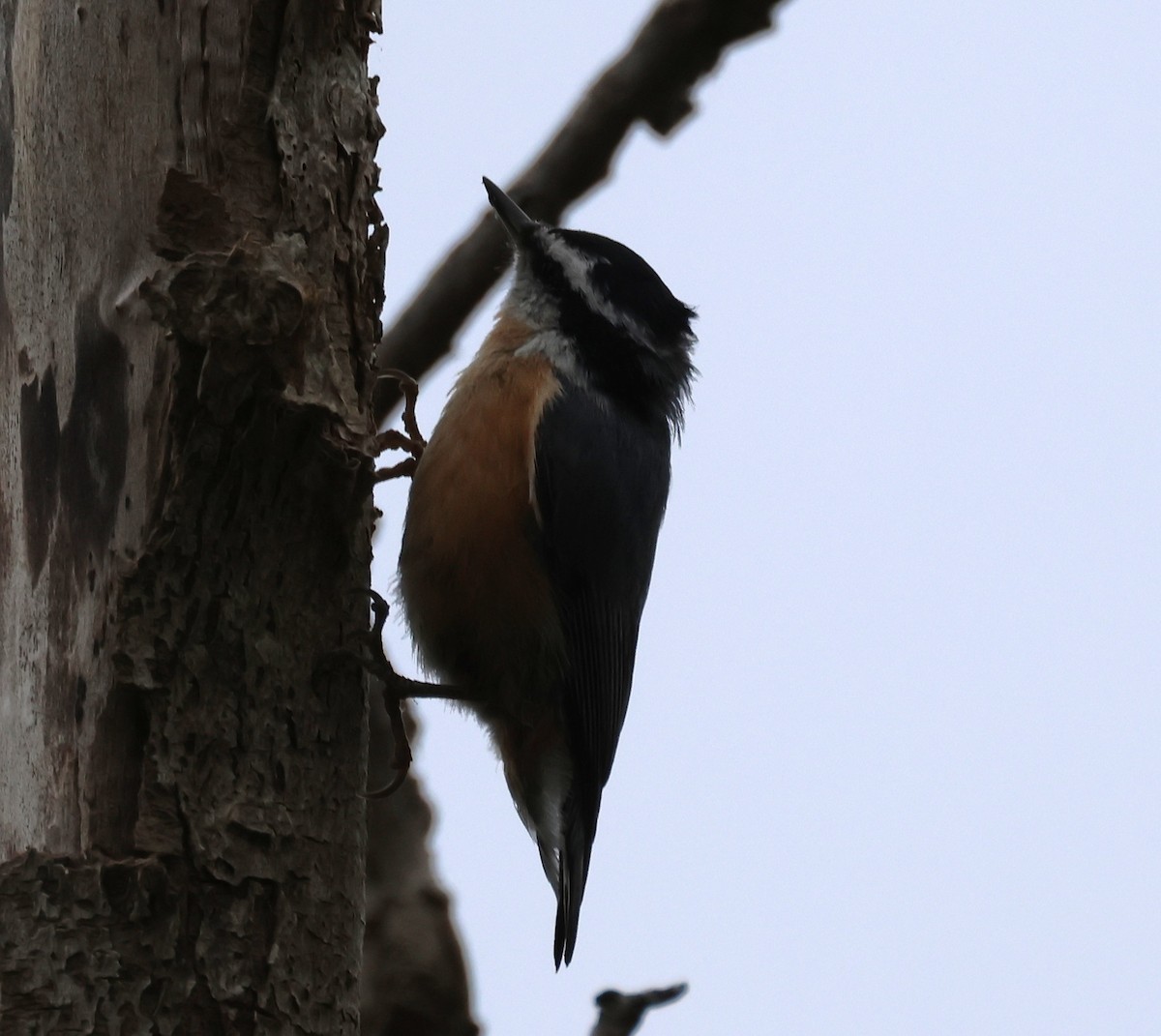 Red-breasted Nuthatch - ML644462293