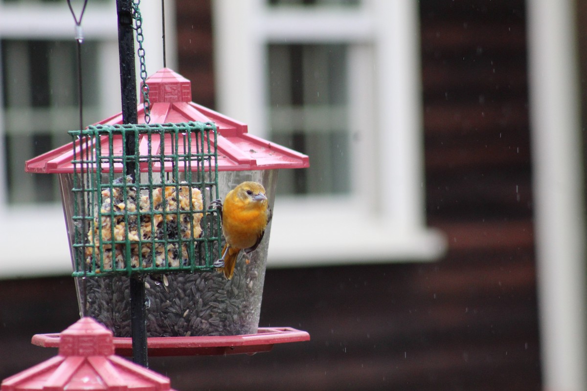 Baltimore Oriole - ML644462295