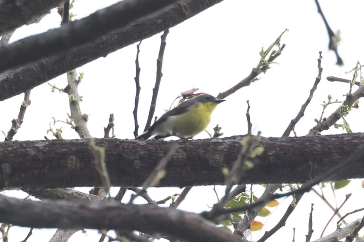 Gérygone soufrée - ML644462300