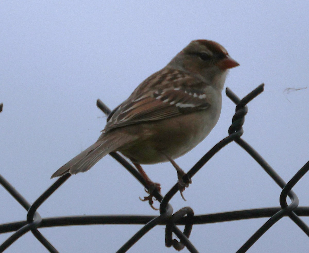 White-crowned Sparrow - ML644462302