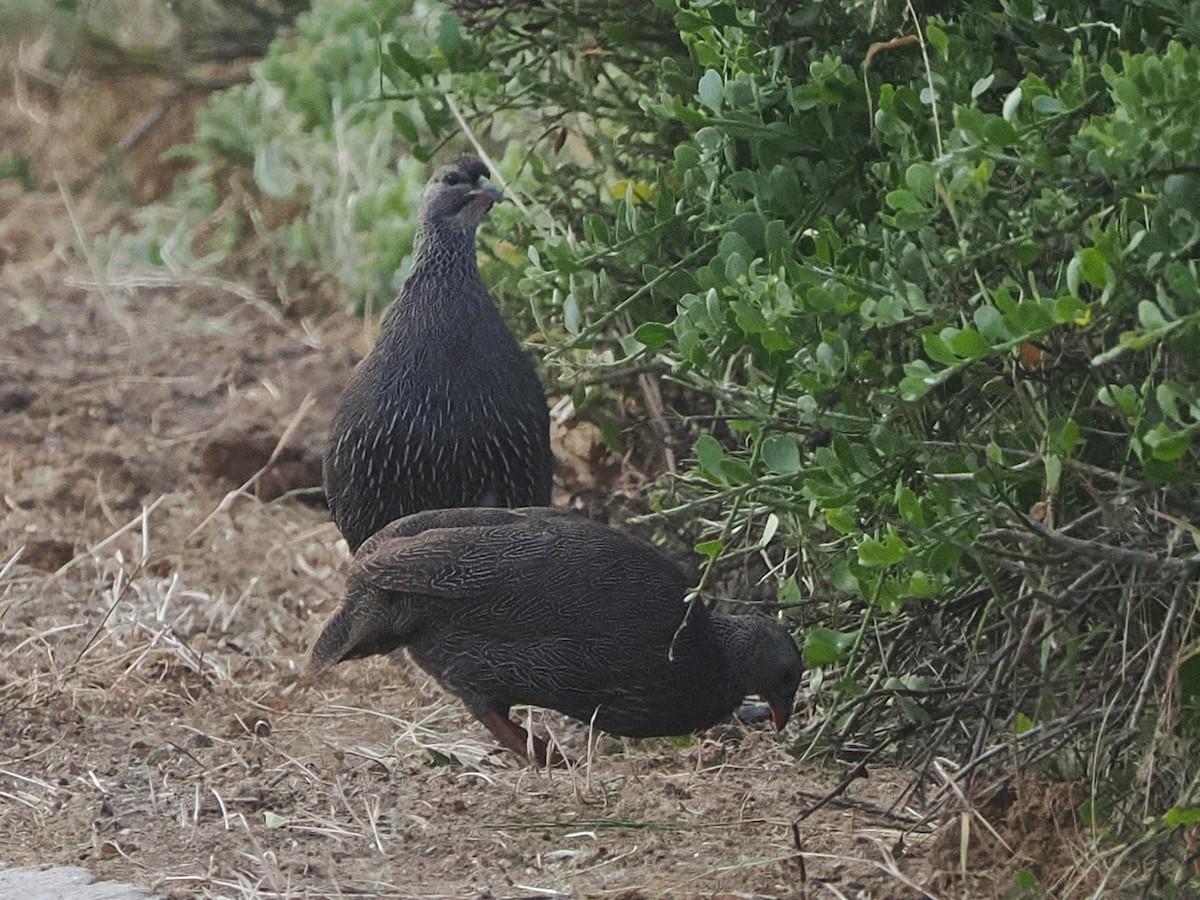 Kapfrankolin - ML644462306