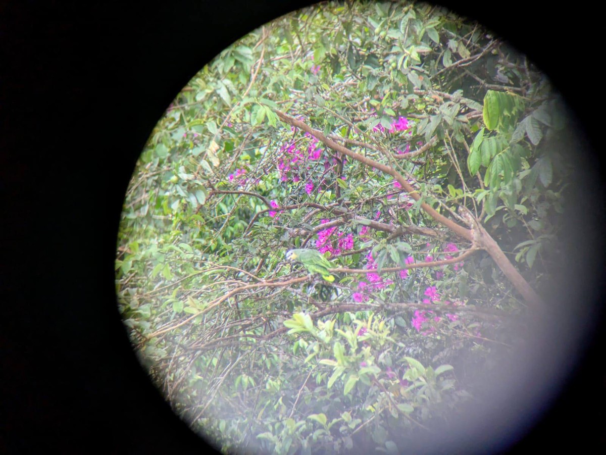 Orange-winged Amazon - ML644462308