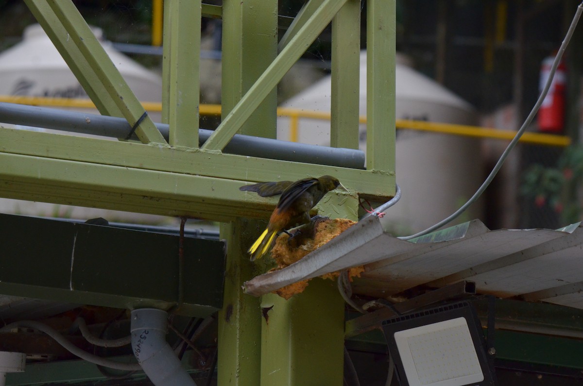 Dusky-green Oropendola - ML644462319