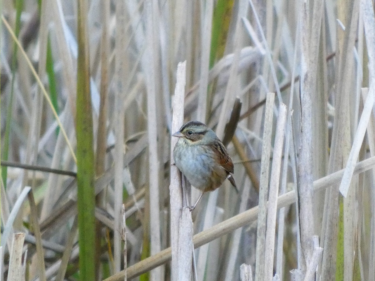 Swamp Sparrow - ML644462328