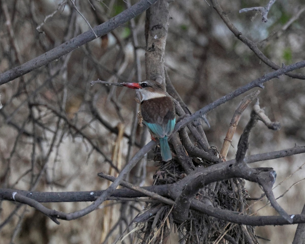 Brown-hooded Kingfisher - ML644462331