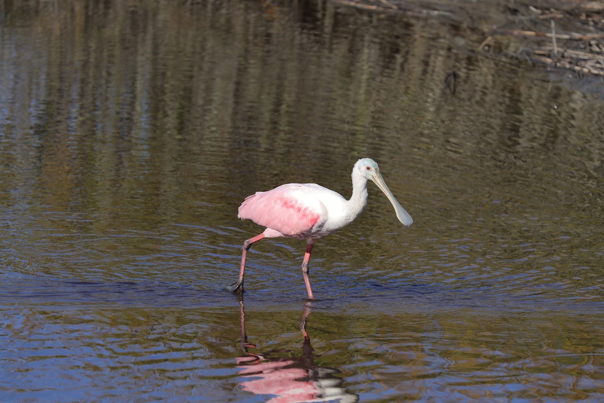 Roseate Spoonbill - ML644462339