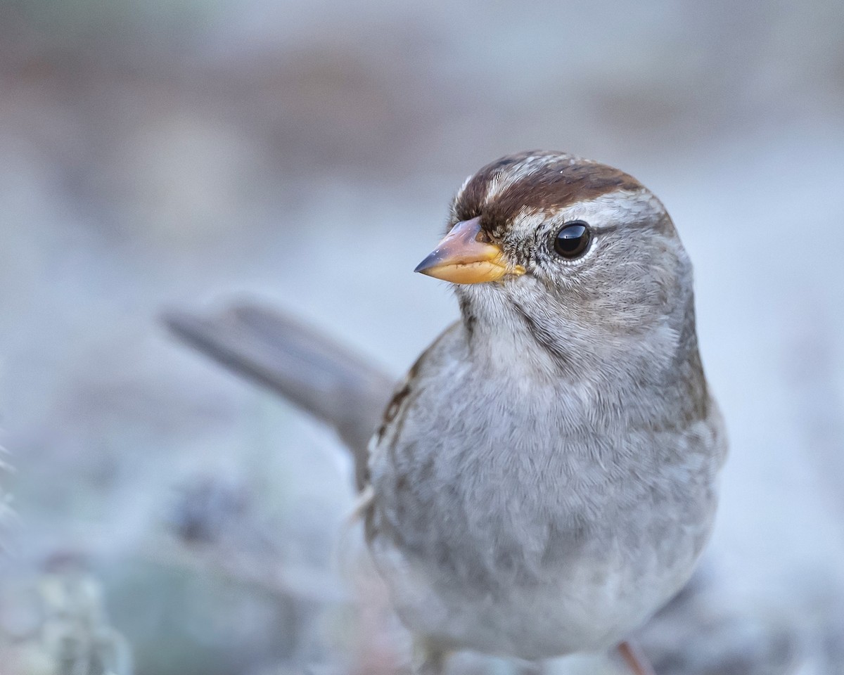 White-crowned Sparrow - ML644462357