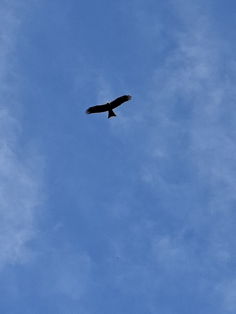 Nibbio bruno - ML644462358