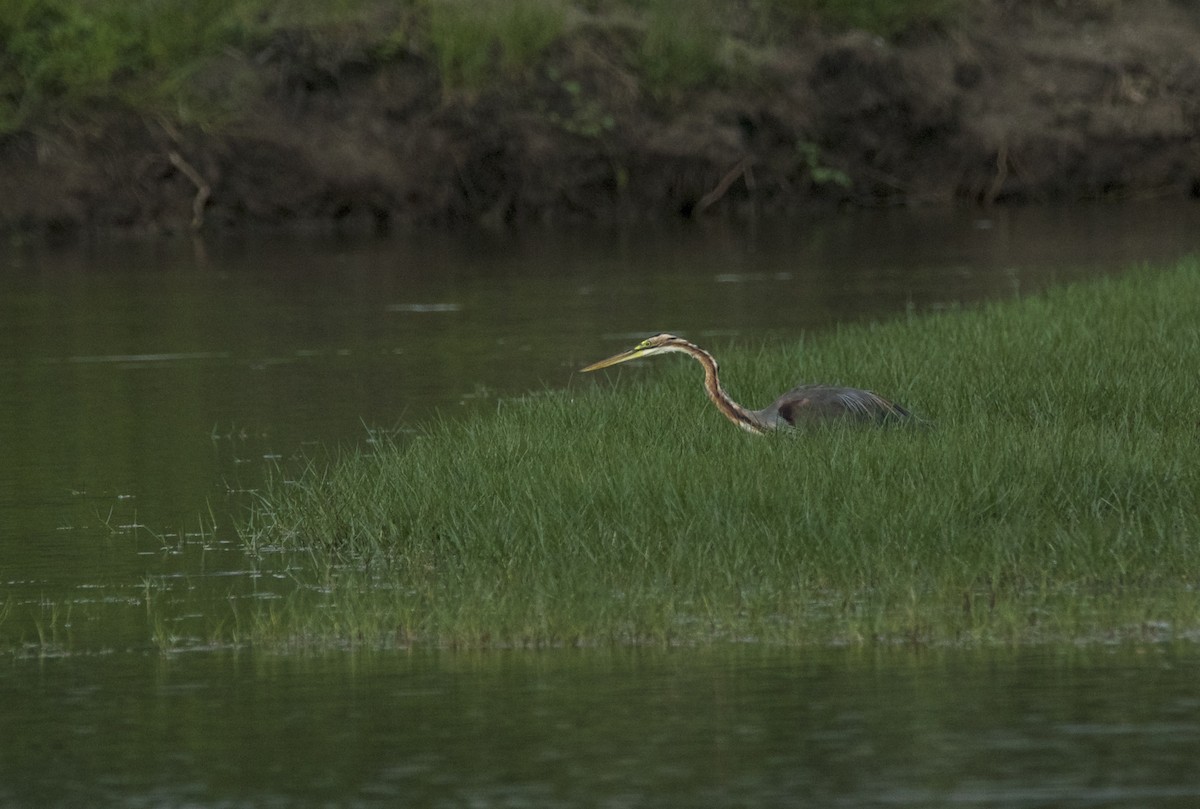 Рыжая цапля - ML644462366