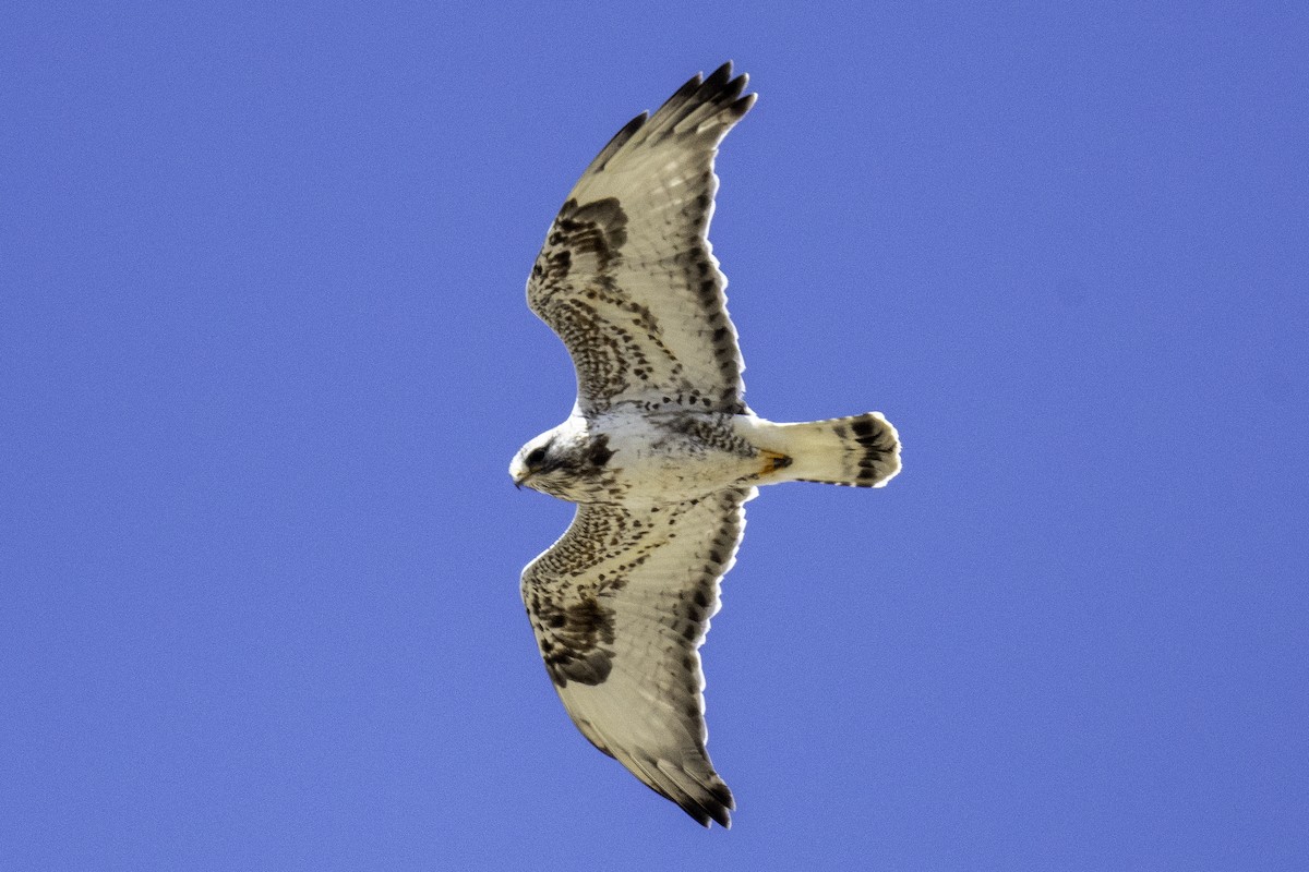 Poiana calzata - ML644462369