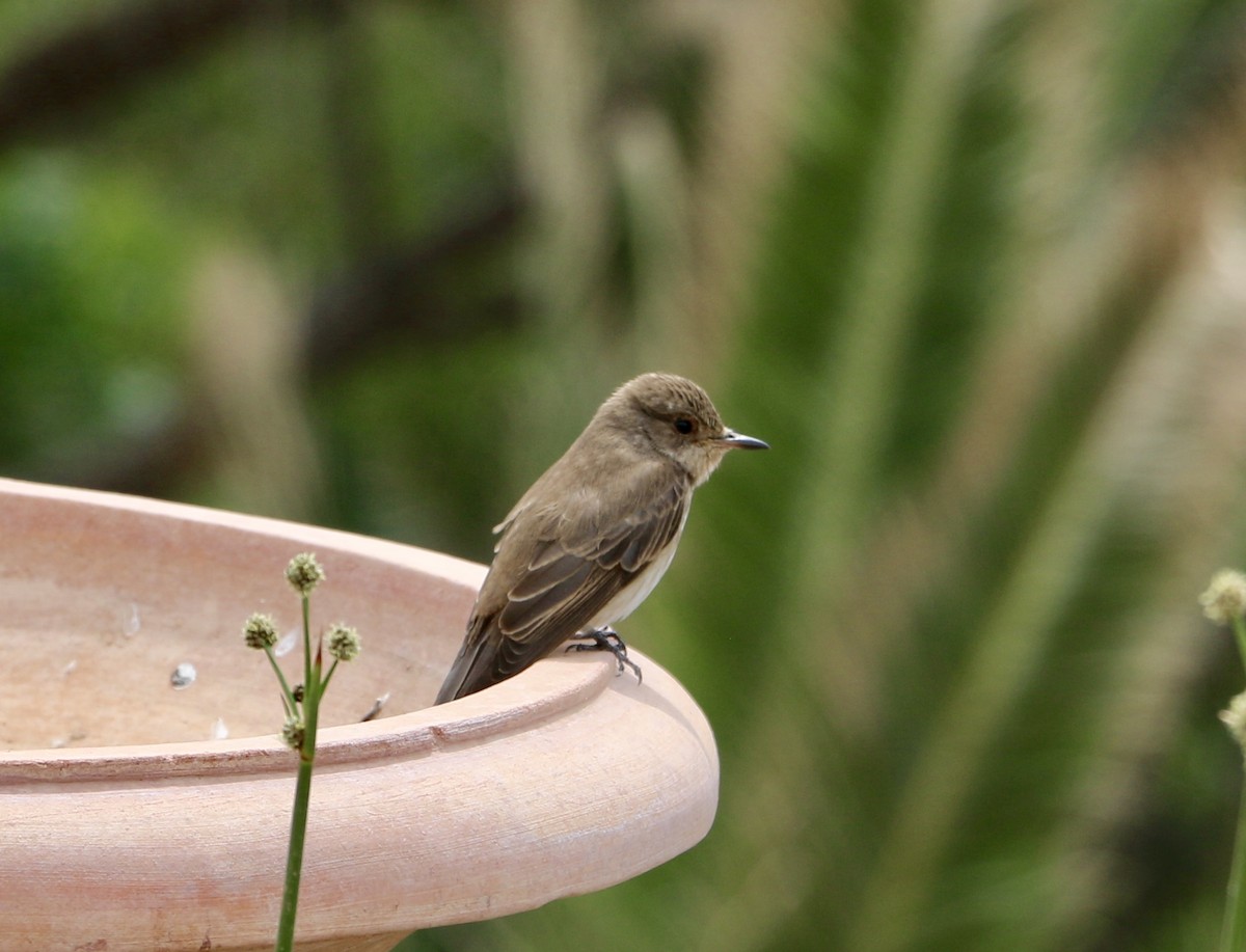 Gobemouche gris - ML644462373