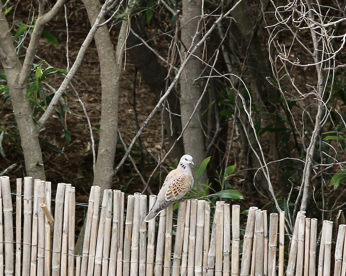 Tourterelle des bois - ML644462379