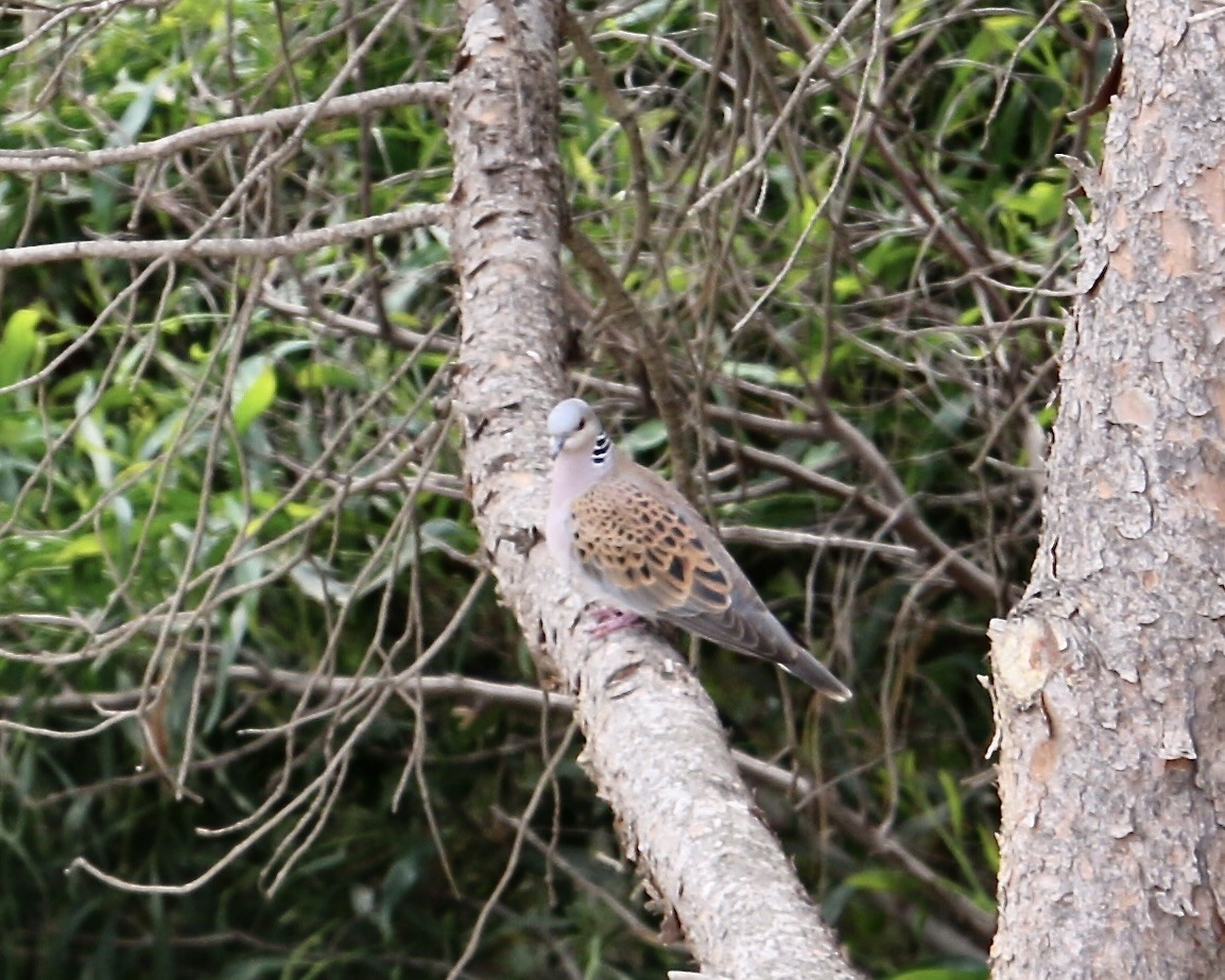 Tourterelle des bois - ML644462383