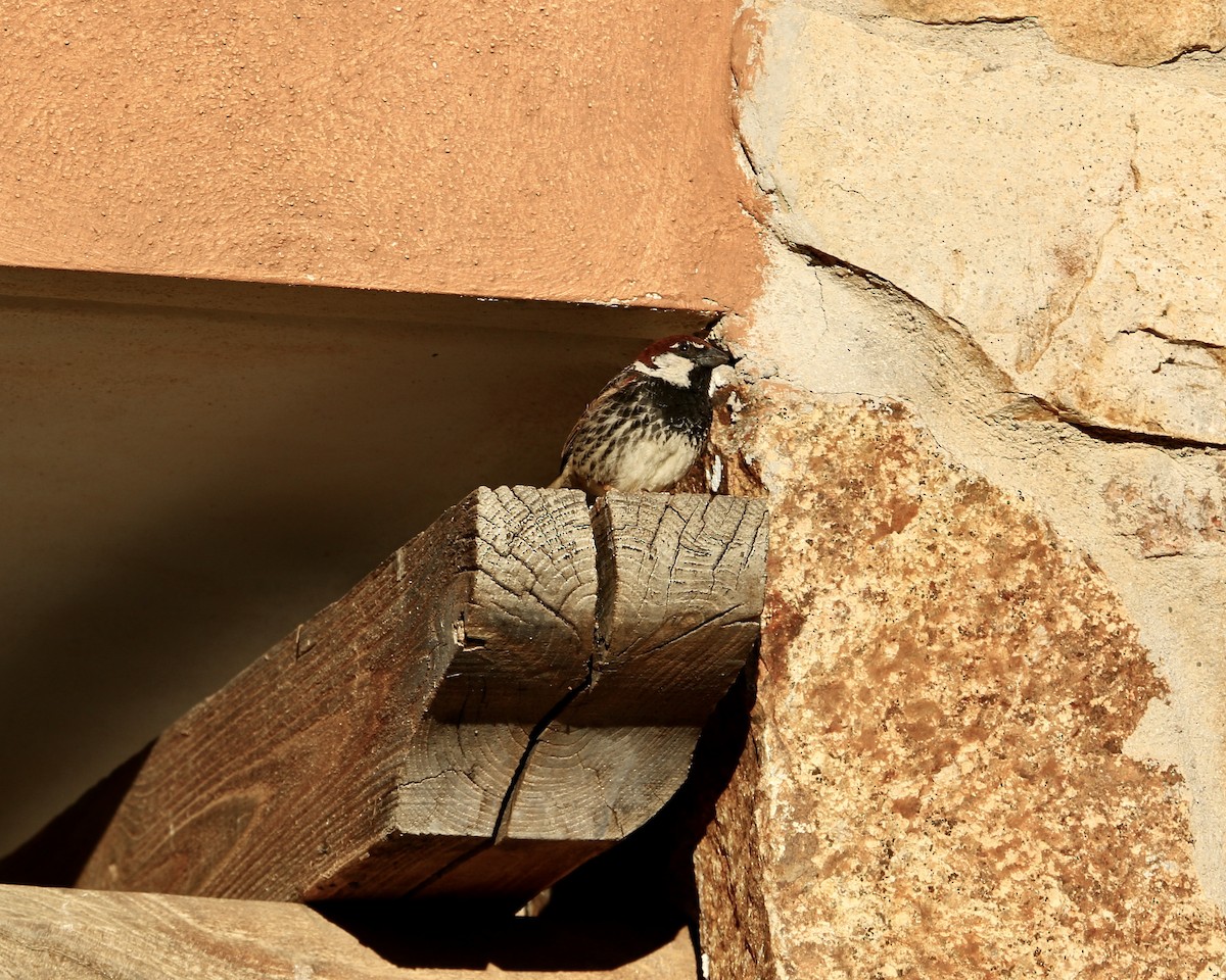 Moineau espagnol - ML644462388