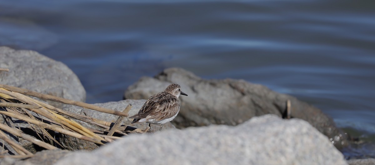 アメリカヒバリシギ - ML644462391