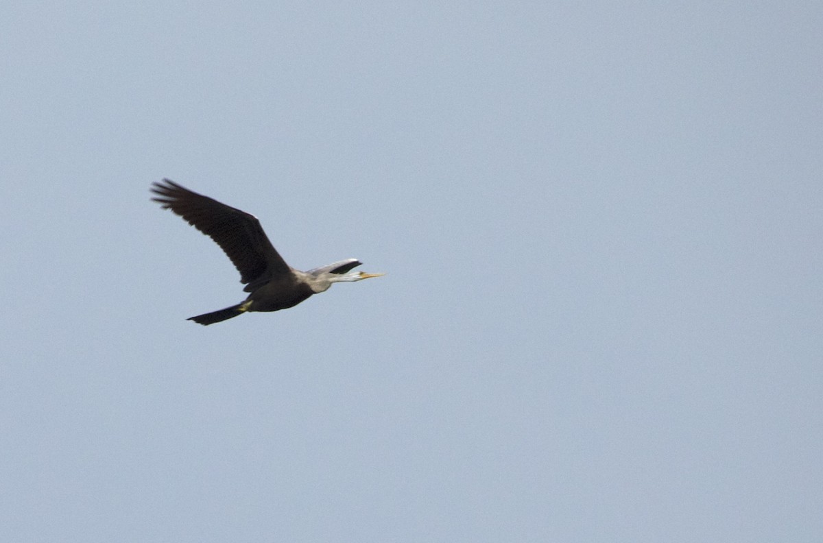 Oriental Darter - ML644462395