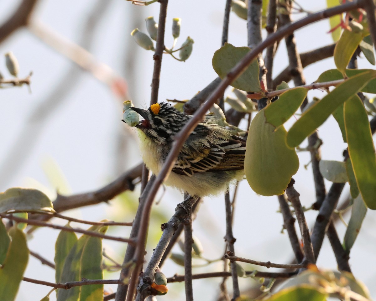 Sarı Alınlı Cüce Barbet - ML644462406