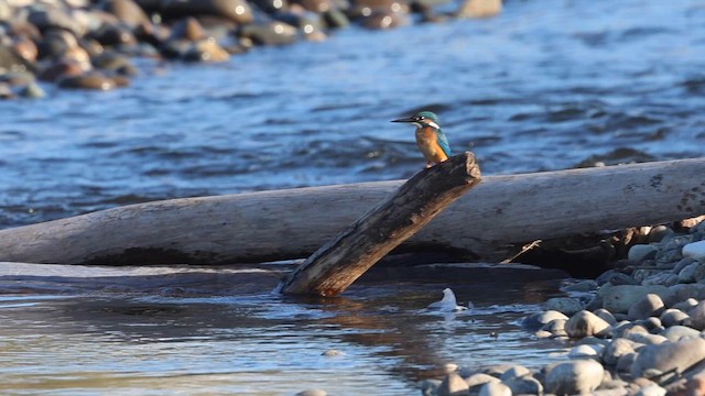 Common Kingfisher - ML644462407