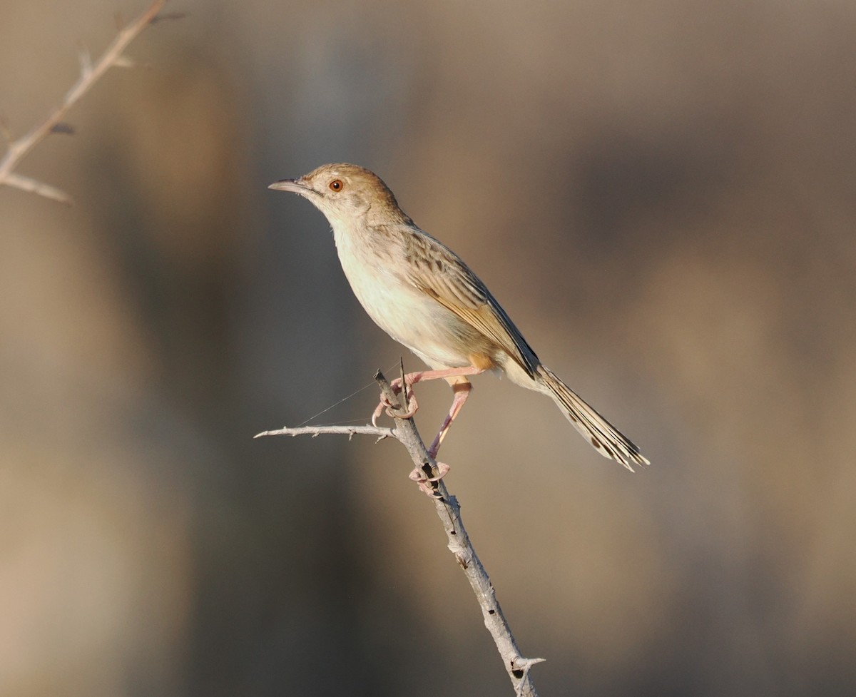 Rattling Cisticola - ML644462409
