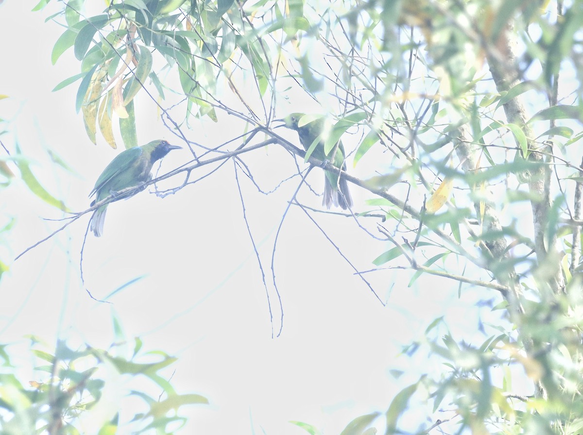 Verdin à front d'or - ML644462418