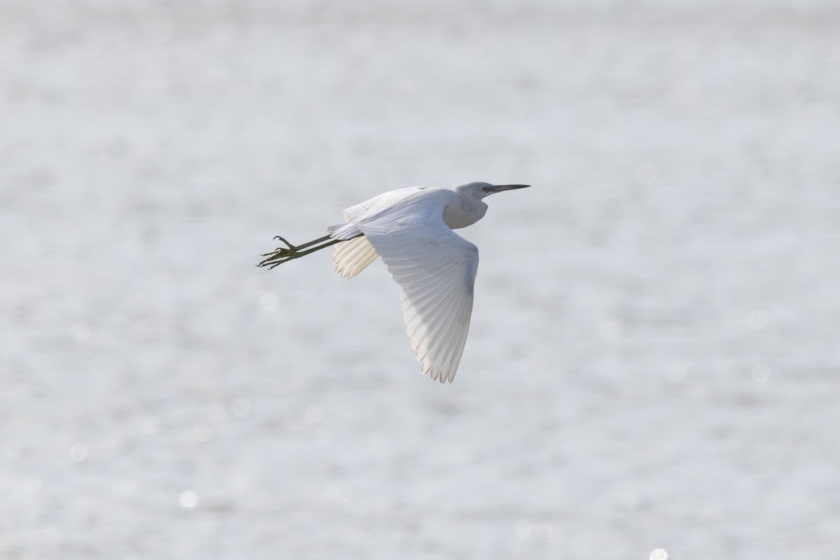 Little Blue Heron - ML644462428