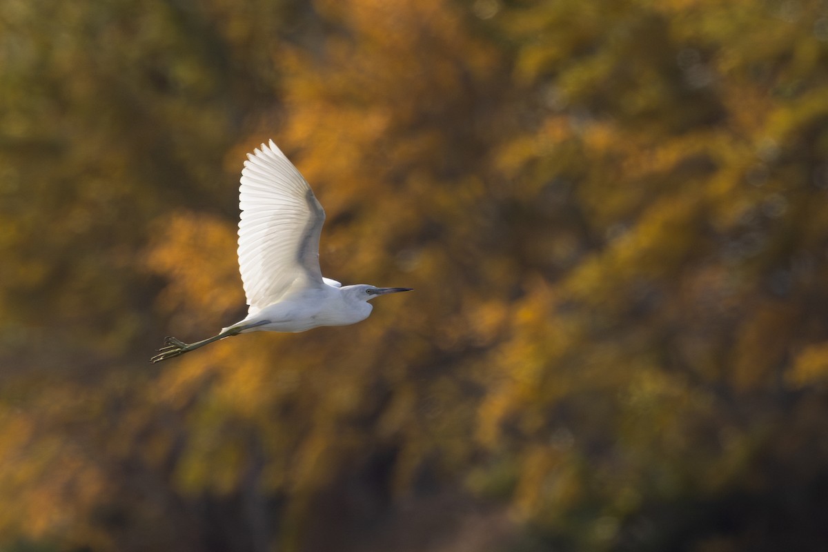 Little Blue Heron - ML644462429
