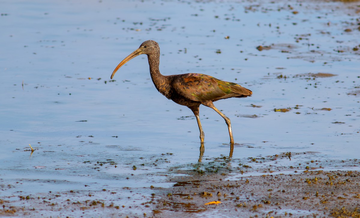 Glossy Ibis - ML644462432