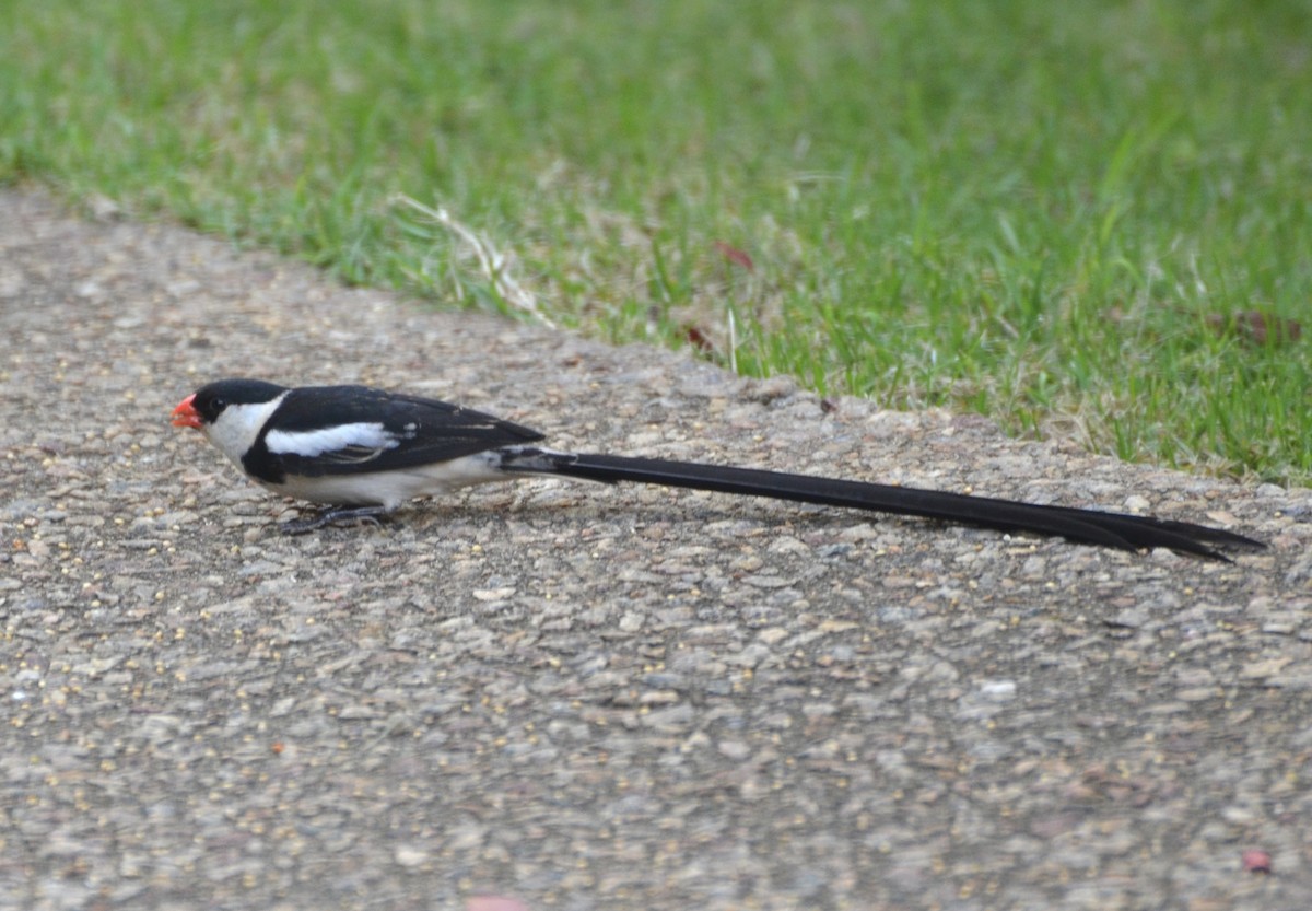 針尾維達雀 - ML644462435