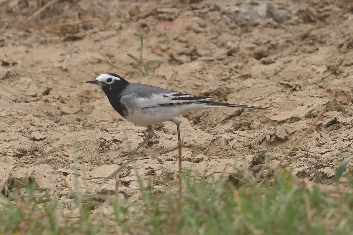 White Wagtail - ML644462436