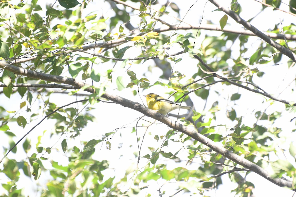 Pine Warbler - ML644462443