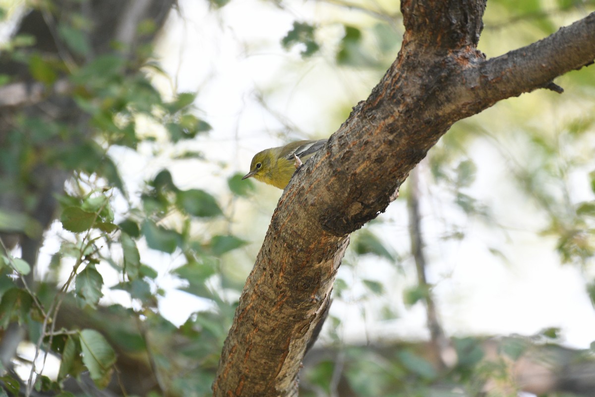 Pine Warbler - ML644462444