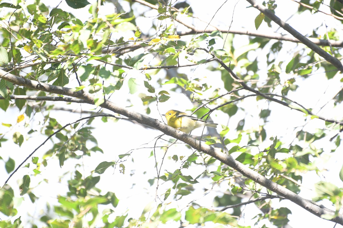 Pine Warbler - ML644462445