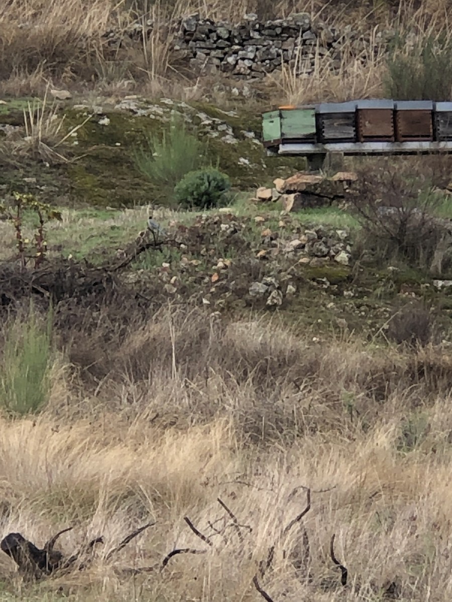 Iberian Magpie - ML644462447