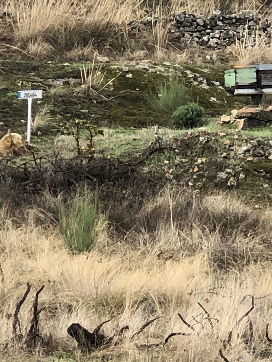 Iberian Magpie - ML644462448