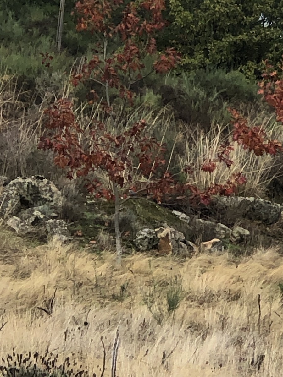 Iberian Magpie - ML644462449