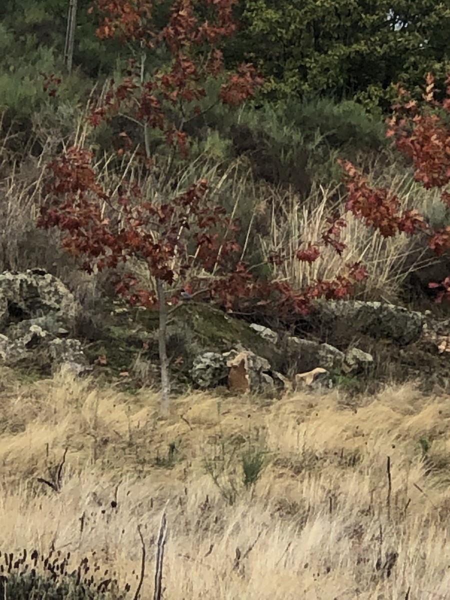 Iberian Magpie - ML644462450