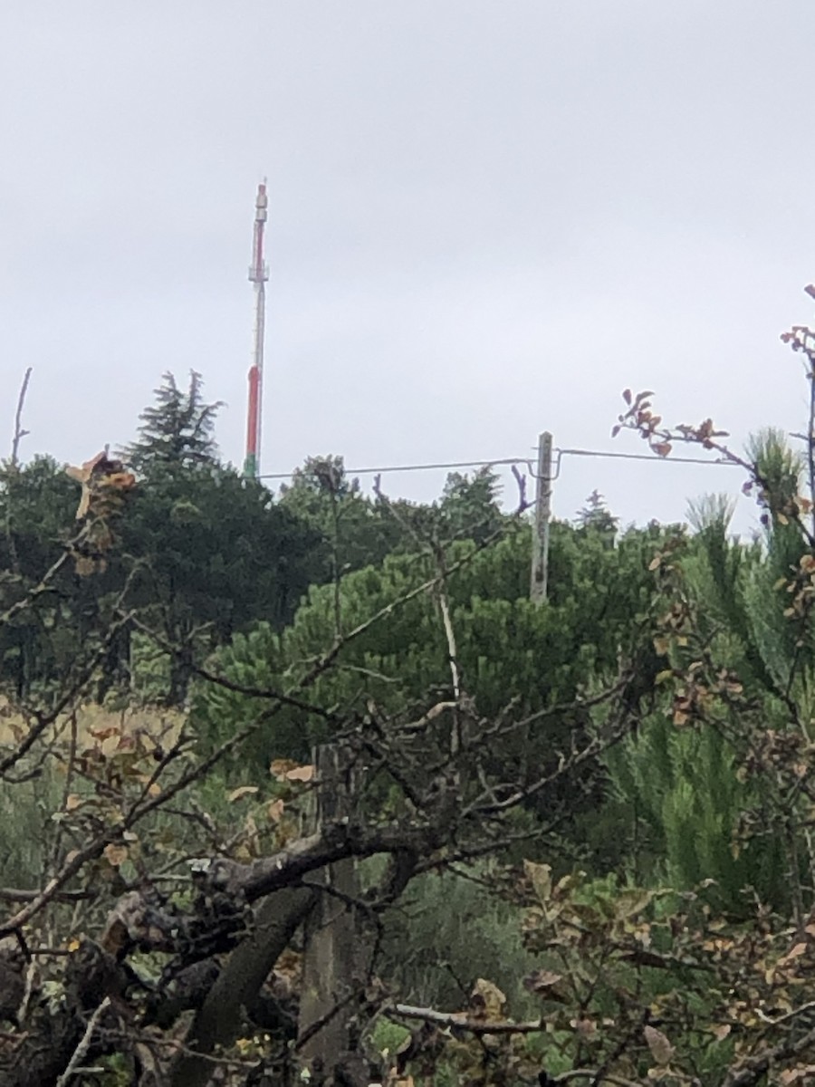 Iberian Magpie - ML644462452