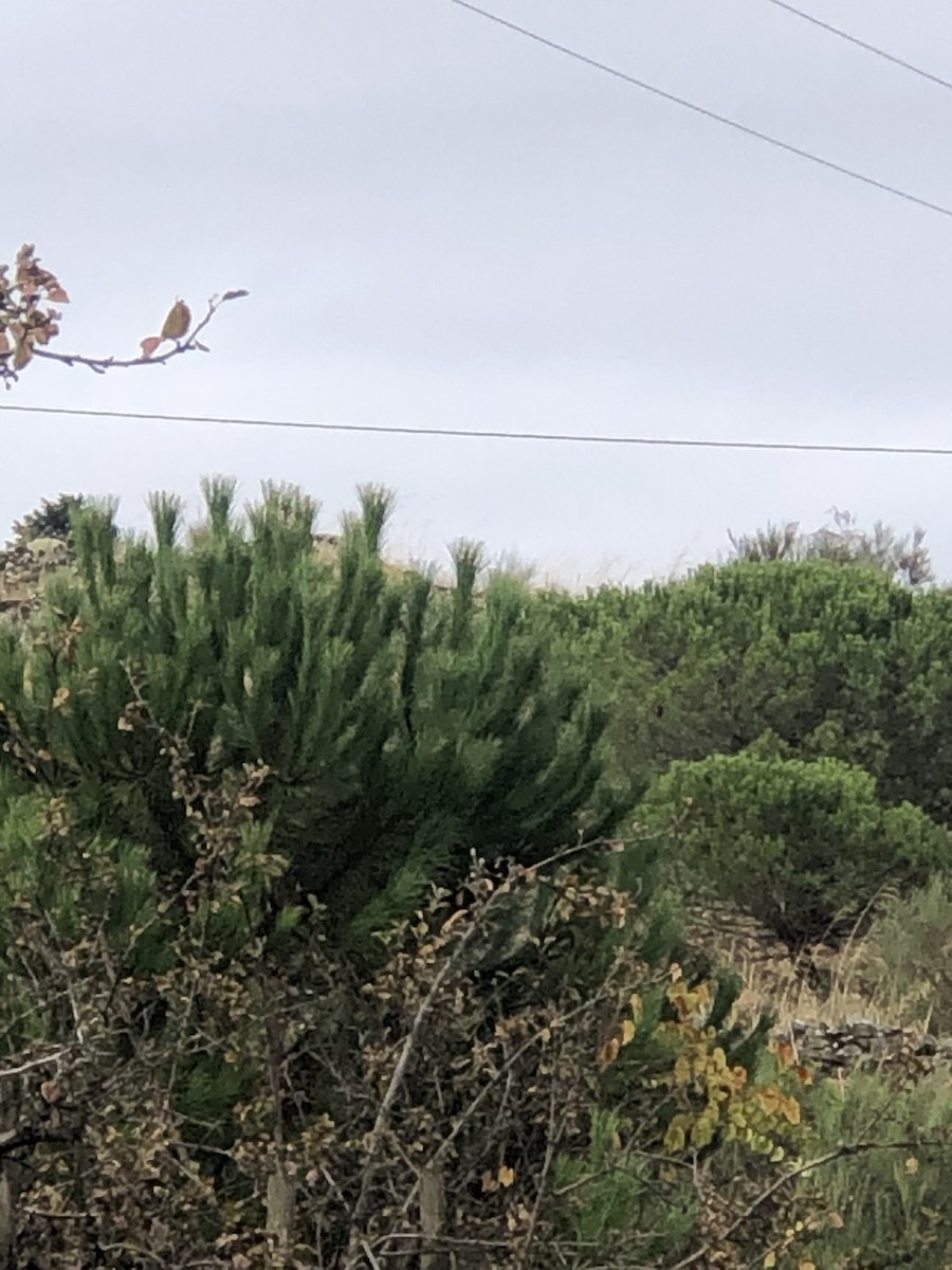 Iberian Magpie - ML644462453