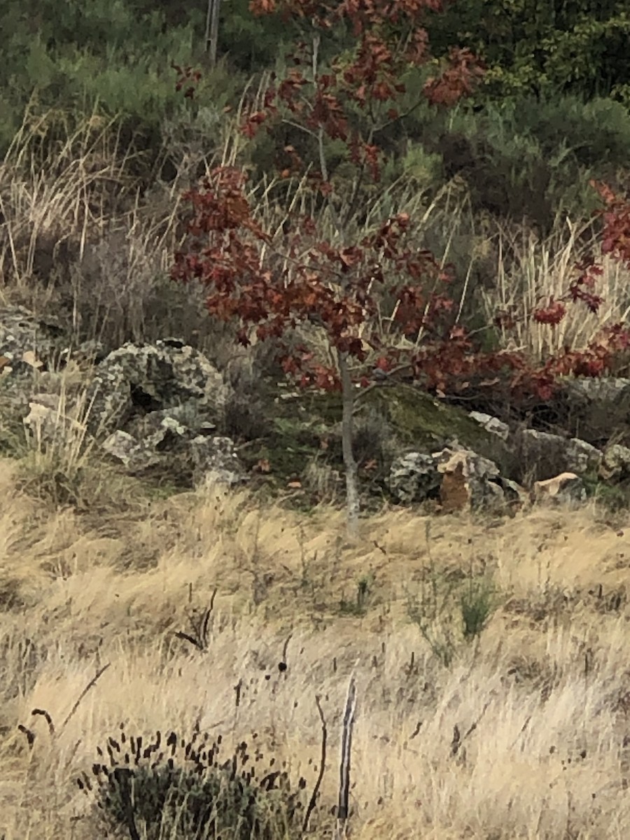 Iberian Magpie - ML644462454