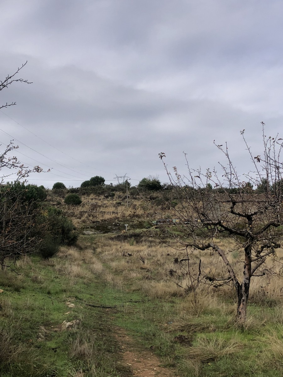 Iberian Magpie - ML644462455