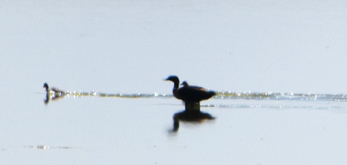 Галагаз австралійський - ML644462456