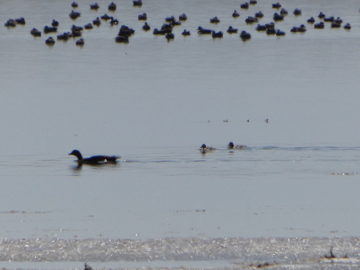 Галагаз австралійський - ML644462457