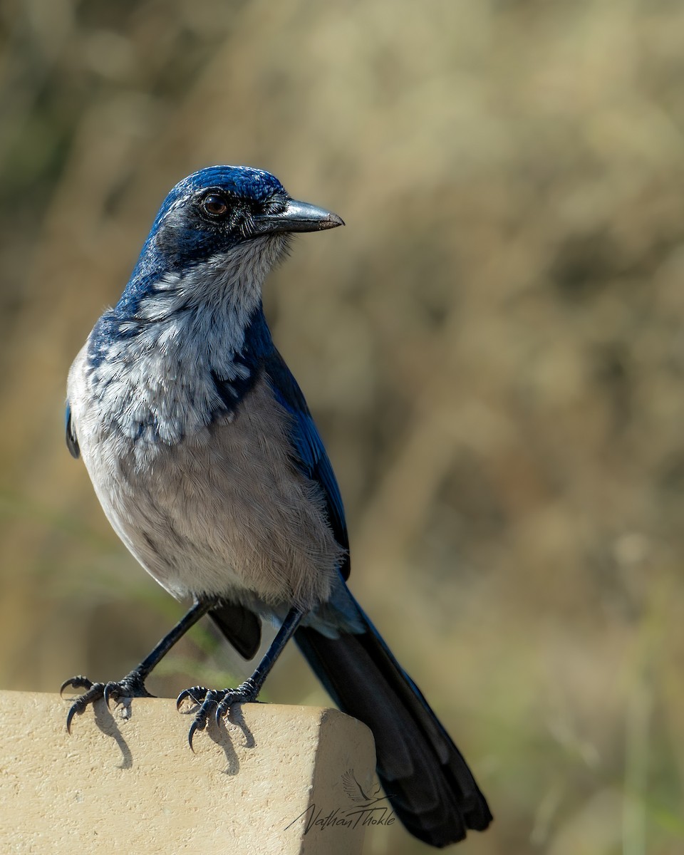 Сантакрузская сойка - ML644462458