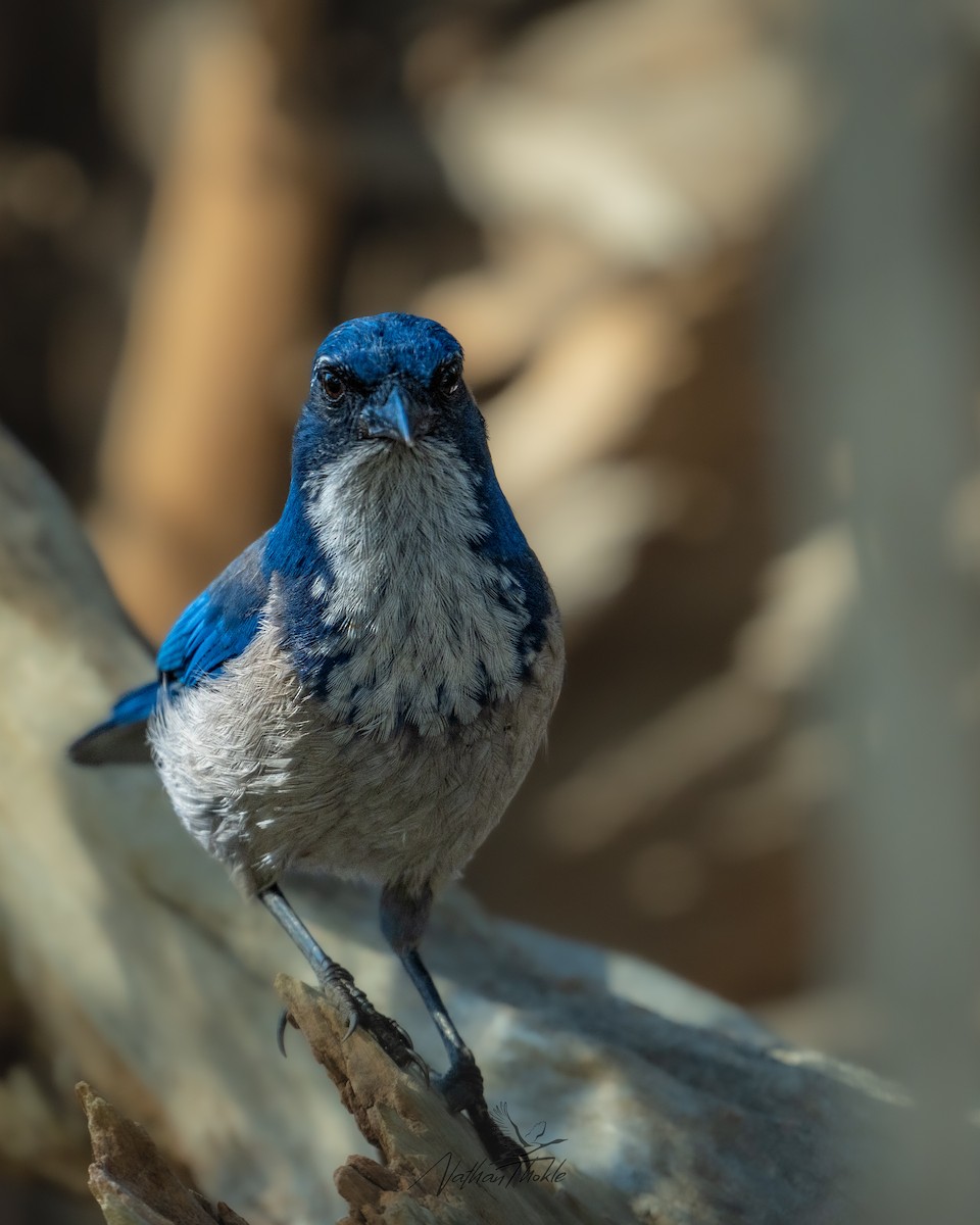 Сантакрузская сойка - ML644462459