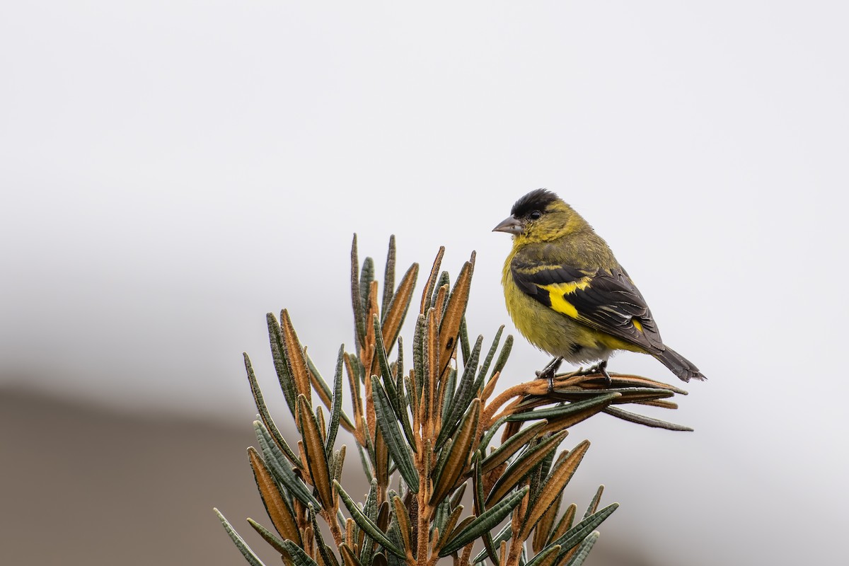 Andean Siskin - ML644462462